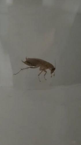 Ectobius sp.